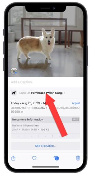 怎么使用iphone图像查询进阶功能?可从料理查食谱及辨识符号
